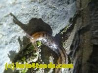 /home//u458753944/public_html/sourcegallery/////Roxborough Toad Detour/2013-2019/2013/2013-04-09/P1120091.JPG